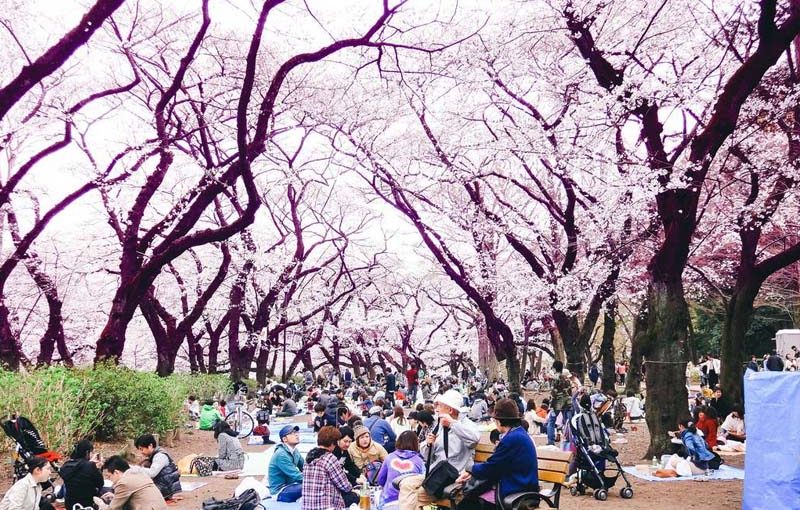 Đăng ký đi du học Nhật Bản - Cơ hội vàng để học tập và trải nghiệm quốc tế